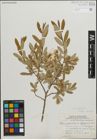Foto von Salix pedicellaris Pursh